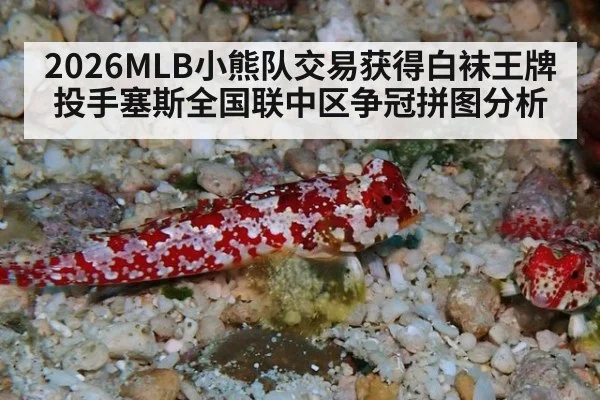 2026MLB小熊队交易获得白袜王牌投手塞斯全国联中区争冠拼图分析